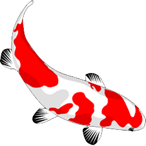 KOI kapry do 50 cm