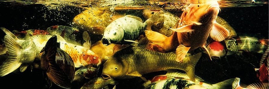 Nemoci ryb: Bakteriální onemocnění